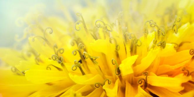 a close-up of a dandelion flower
